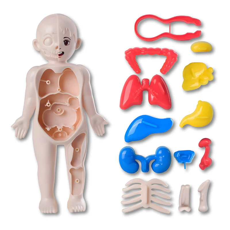 AnatoPlay - Image 3