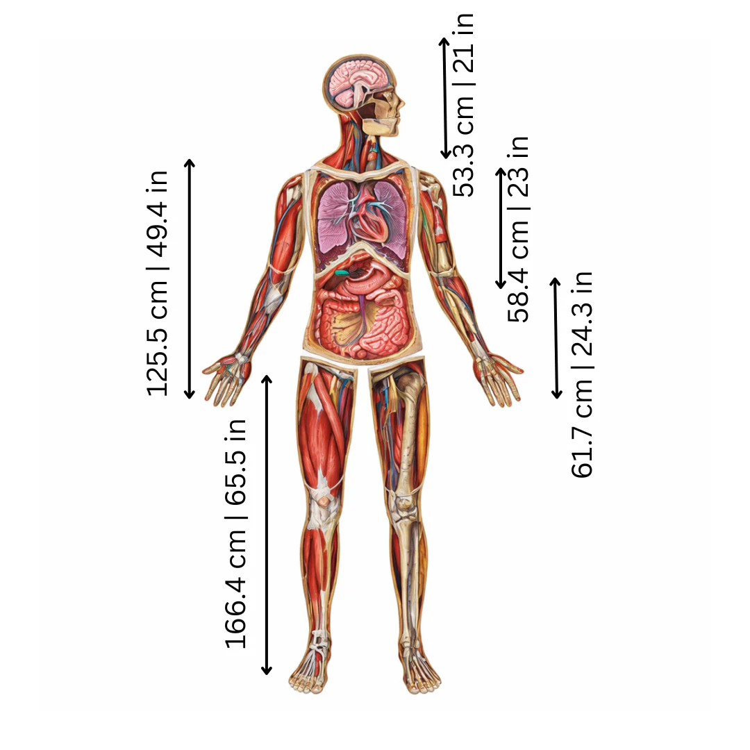 BodyMap - Image 2