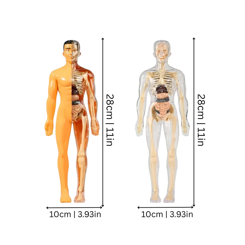 BodyQuest - Image 2