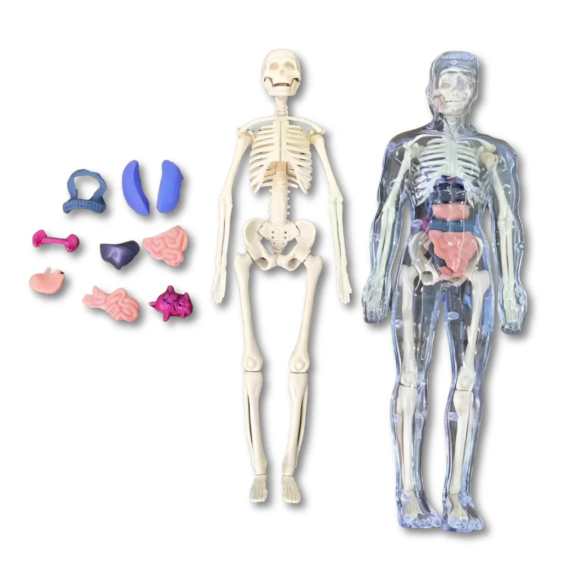 BodyQuest - Image 3