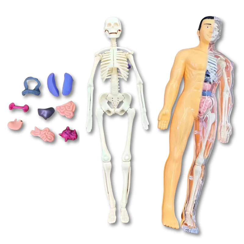 BodyQuest - Image 4